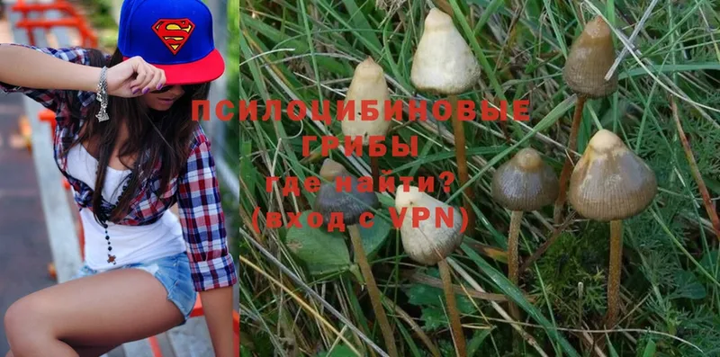 где найти   Бийск  Псилоцибиновые грибы Psilocybine cubensis 